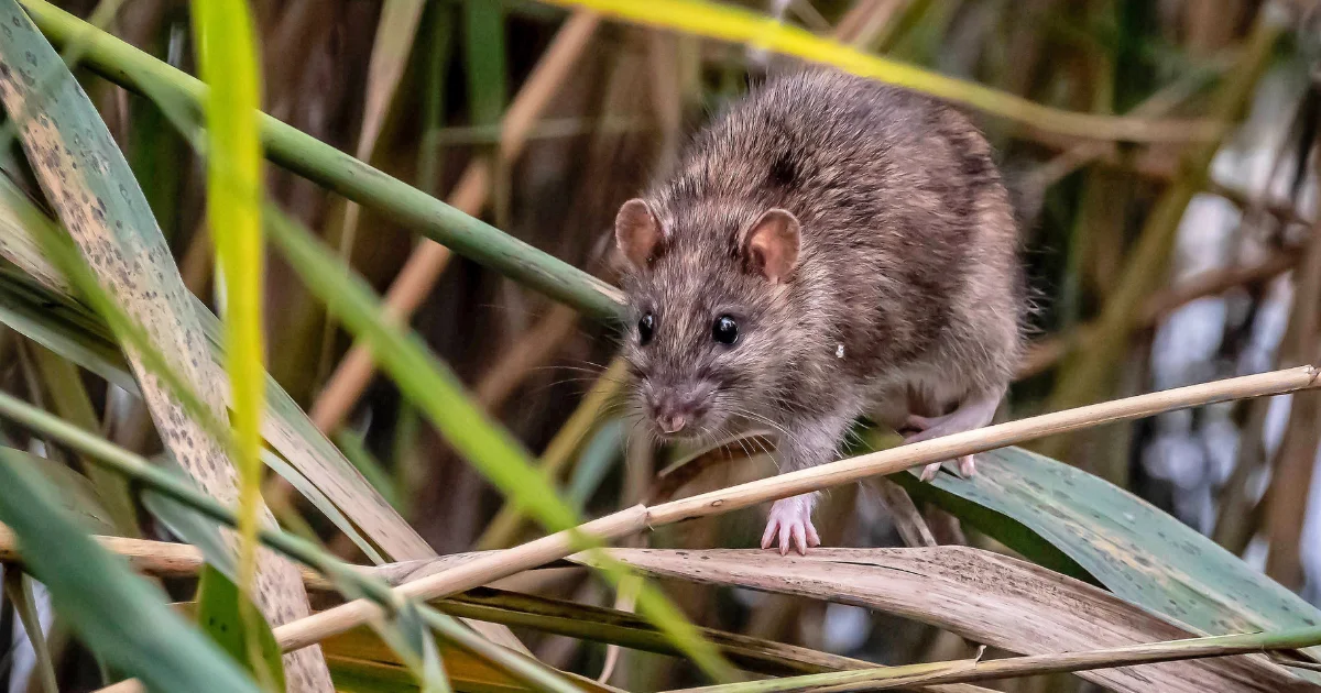 Rat in grass - professional identification guide for Texas homeowners